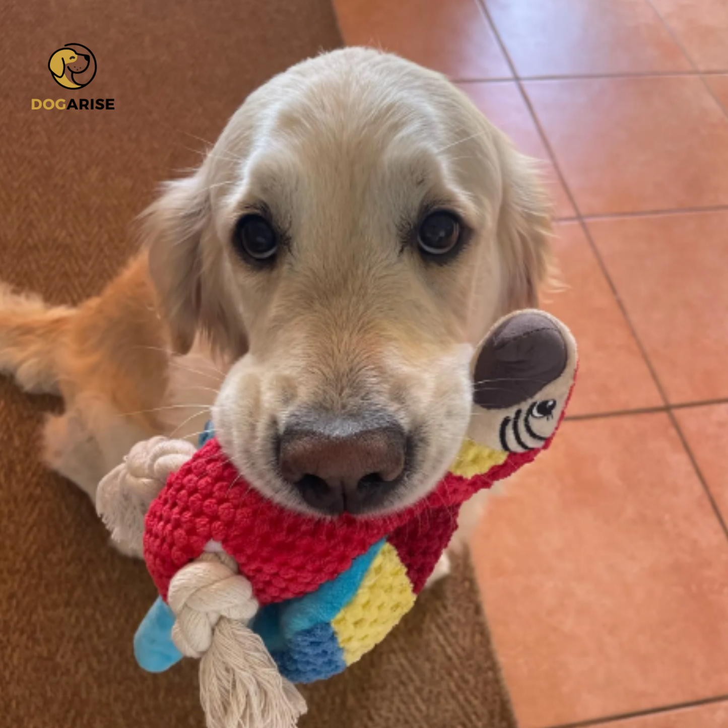 The Scarlet Squawk: The Red Parrot Inspired Squeaky Toy For Dogs