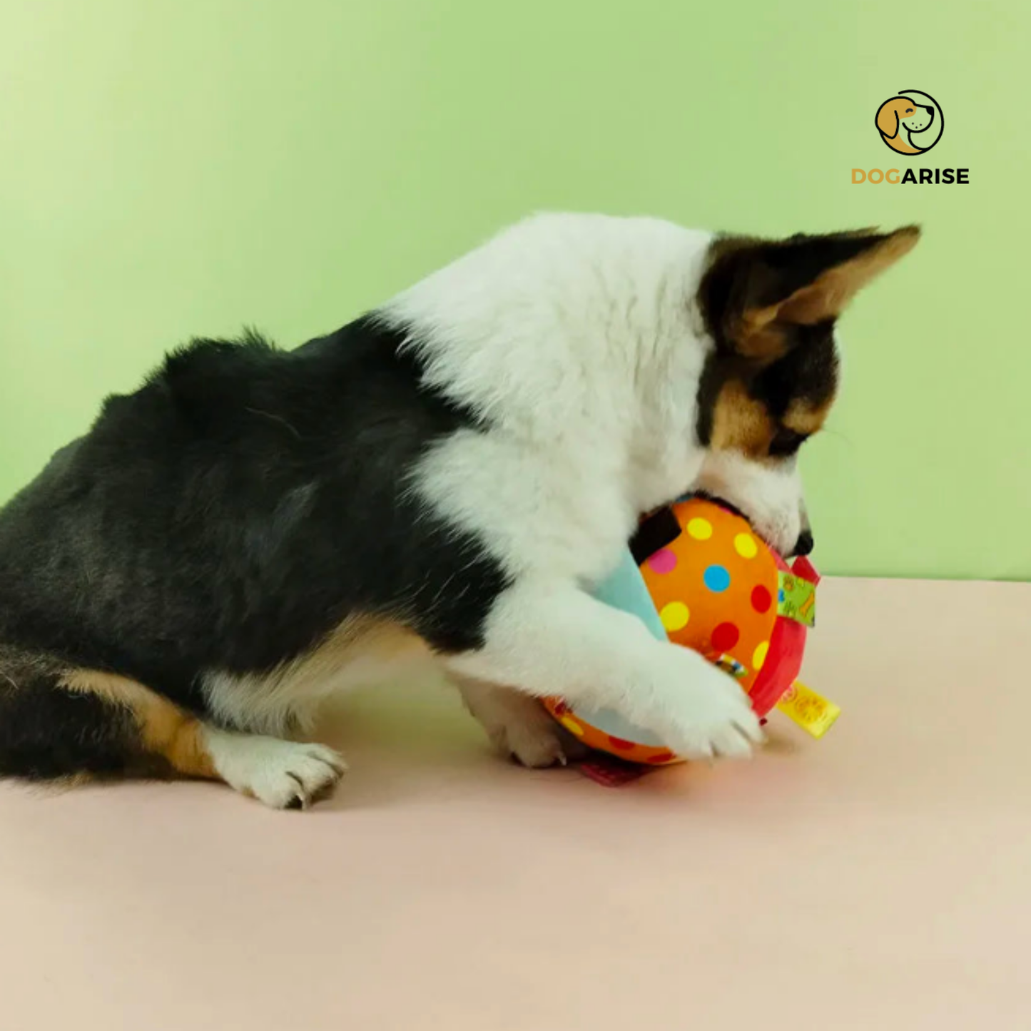 Chime Chomp Plush: Squeaky Ball with Bell Inside